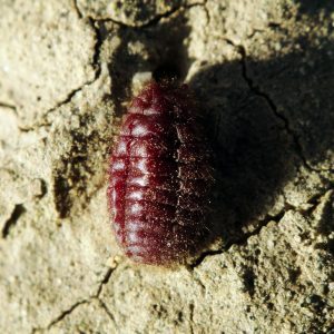 Carmine Beetle